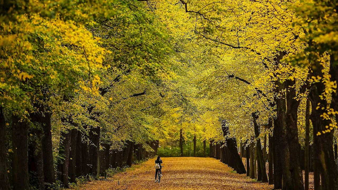 Sachsen: Windiges Herbstwetter in Sachsen erwartet