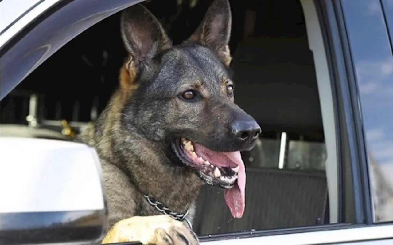 Missing hunter located safe by RCMP police service dog Marlow