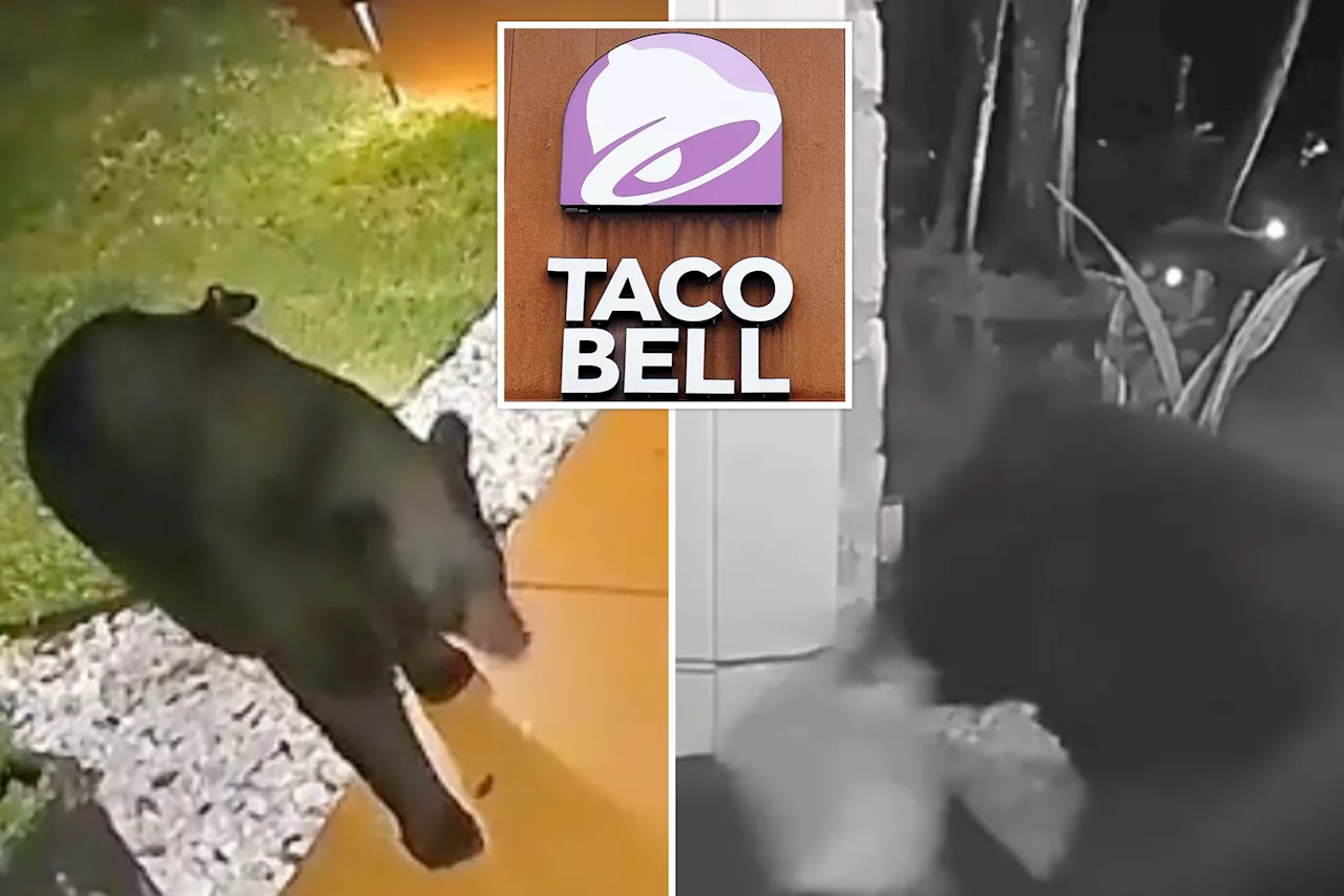 Moment bear helps himself to family's Taco Bell delivery