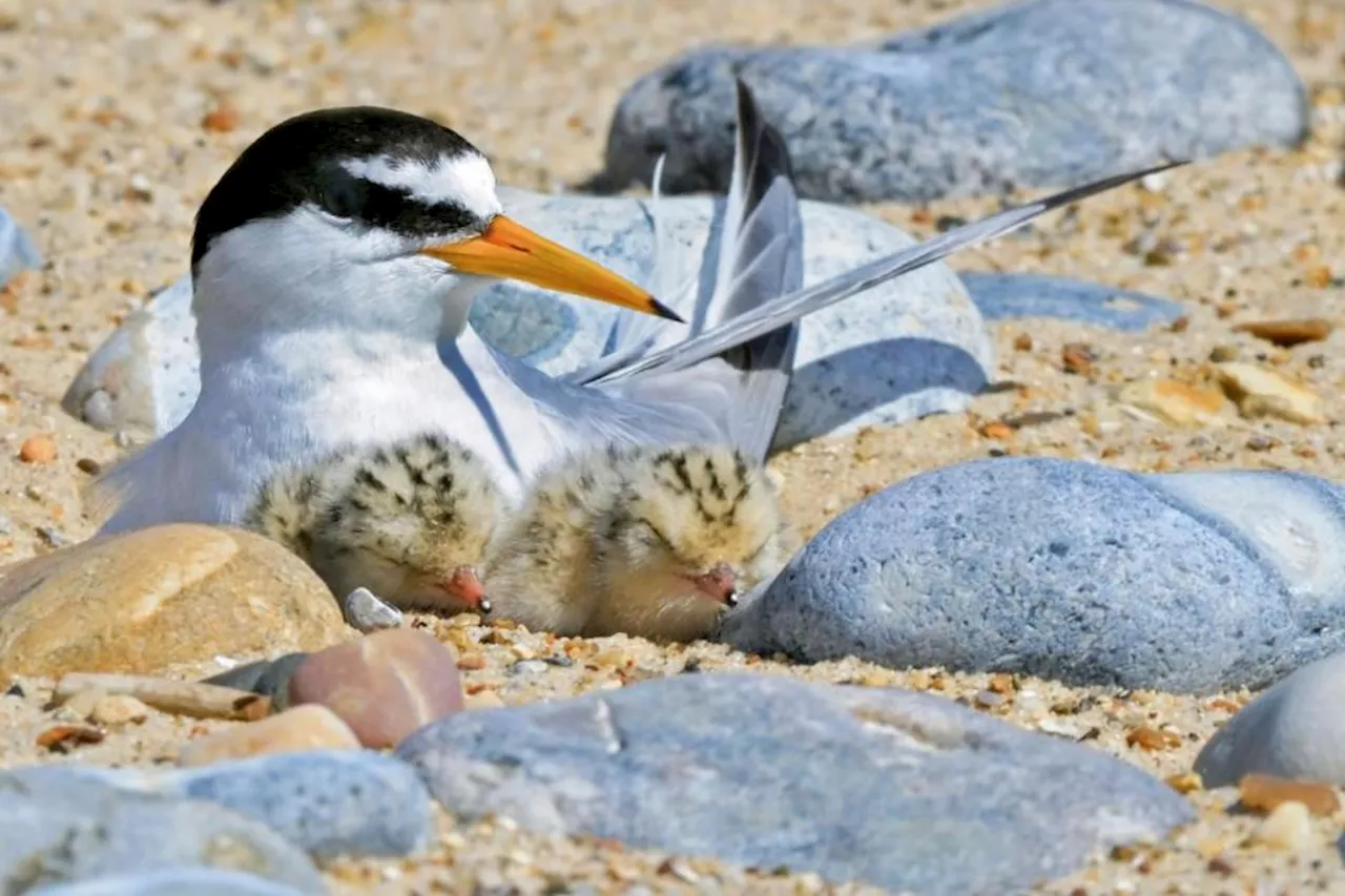 Little tern chicks fledge after project to raise beach above high tides