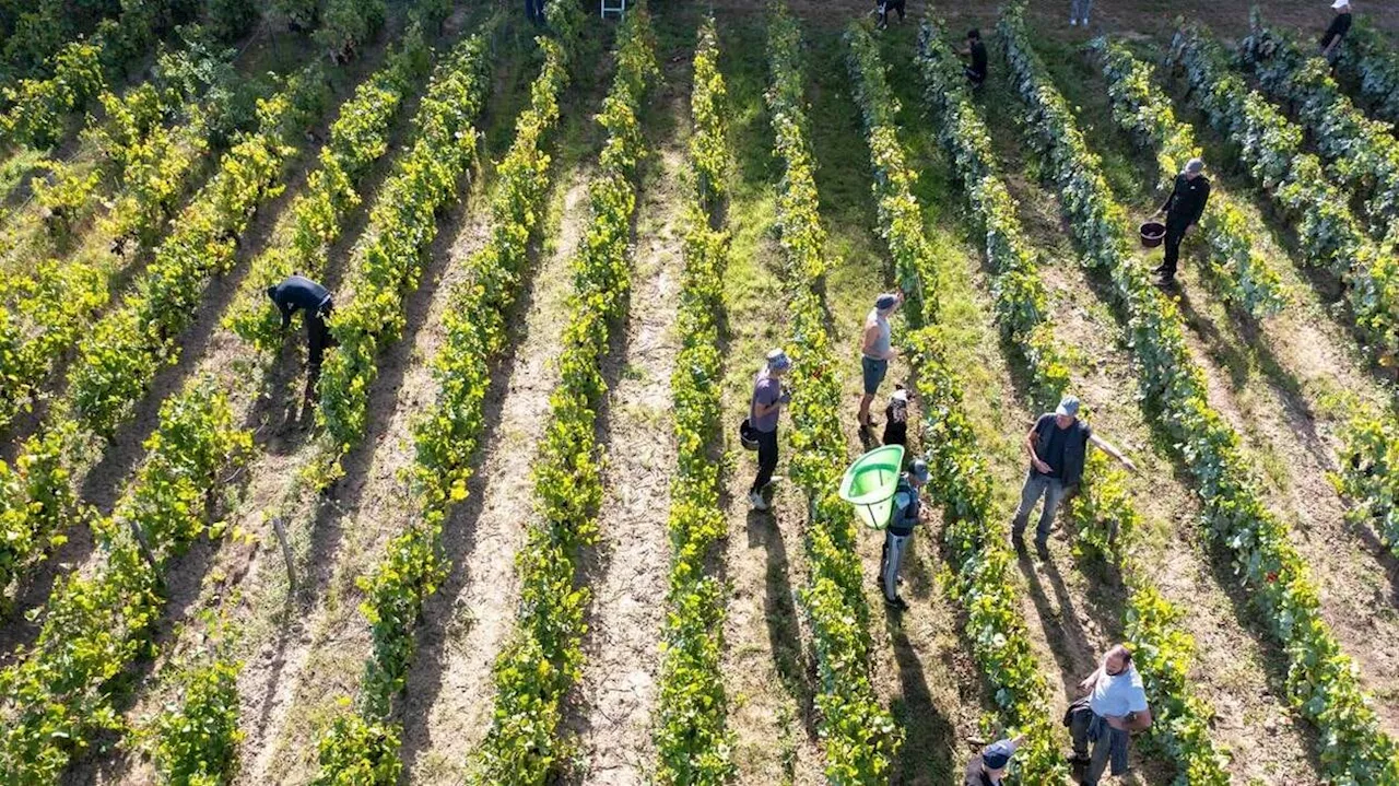 La France à nouveau premier producteur de vin, la production mondiale au plus bas depuis 1961