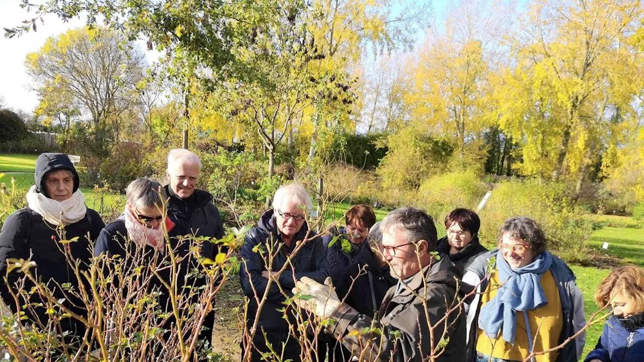 Les Chemins de la Rose fêtent les rosiers d’automne à Doué-la-Fontaine