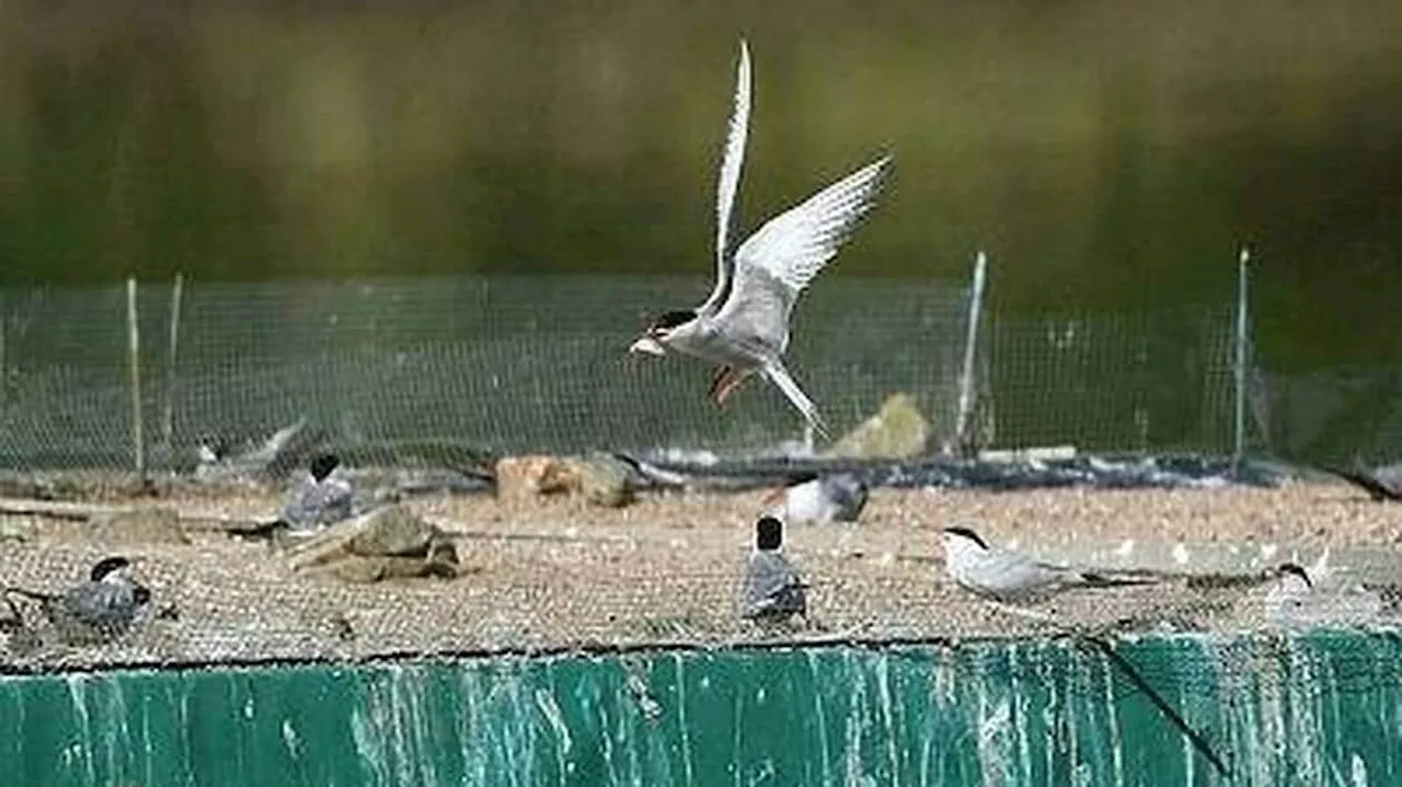 Les tempêtes ont chassé et affaibli les oiseaux marins qui se réfugient dans les terres