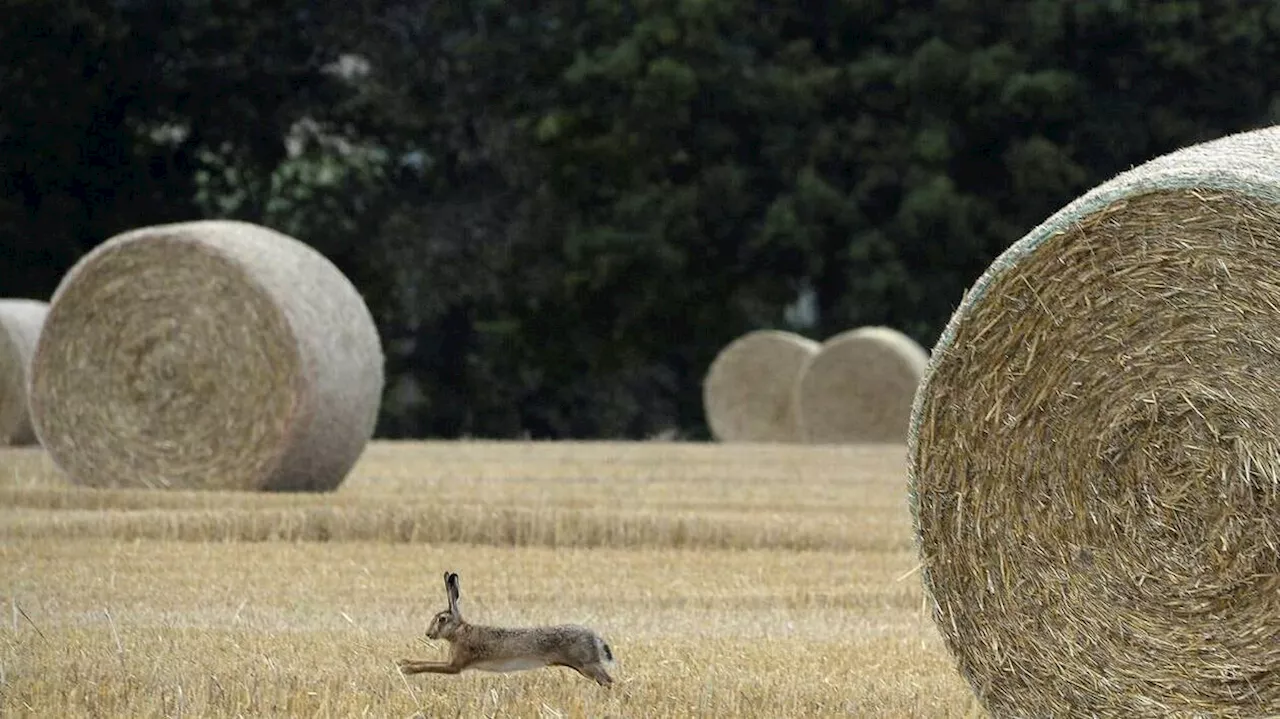 « Un tragique accident pour la famille » : un agriculteur jugé pour homicide involontaire en Vendée