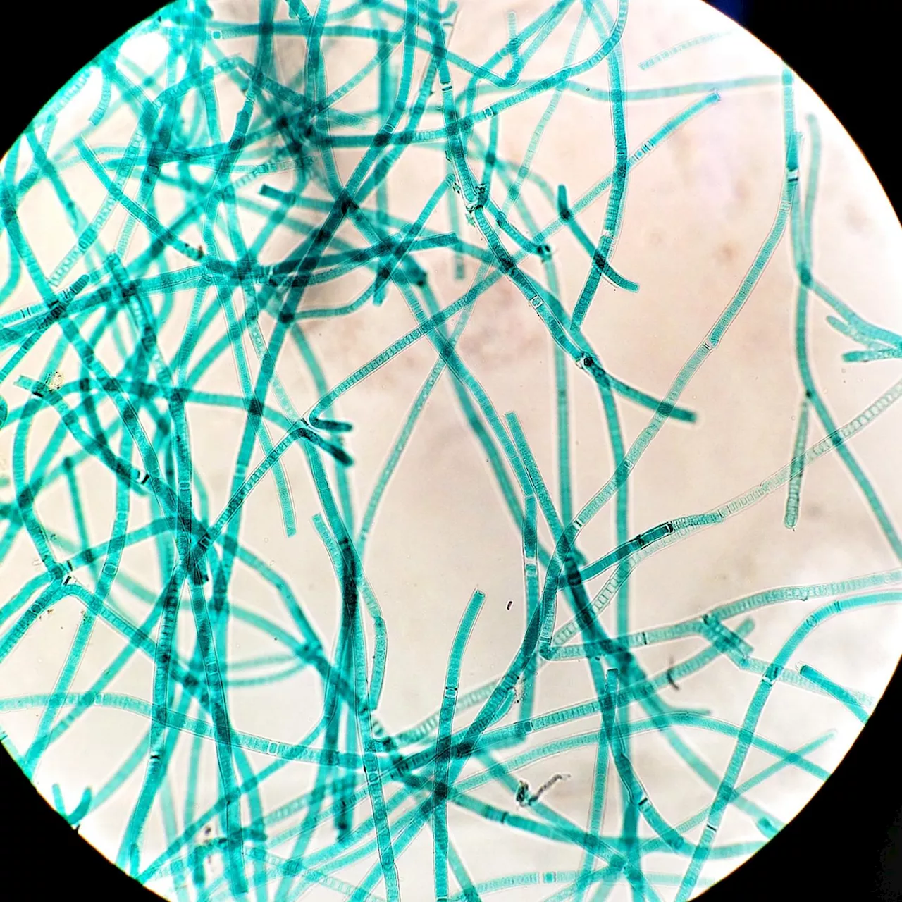 Chinese scientists unravel cGNAT2 role in cyanobacteria