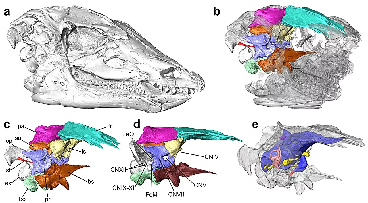 CT scan reveals 'neglected' dinosaur had super senses