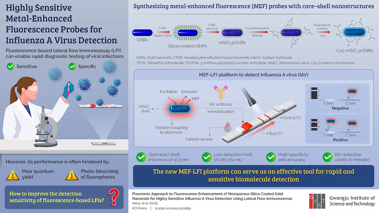 Researchers develop metal-enhanced fluorescence probes for influenza A virus detection