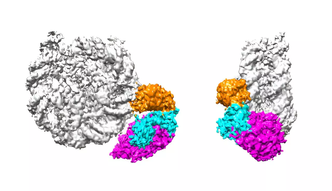 The cell's 'read–write' mechanism: Researchers uncover how instructions for gene expression are relayed