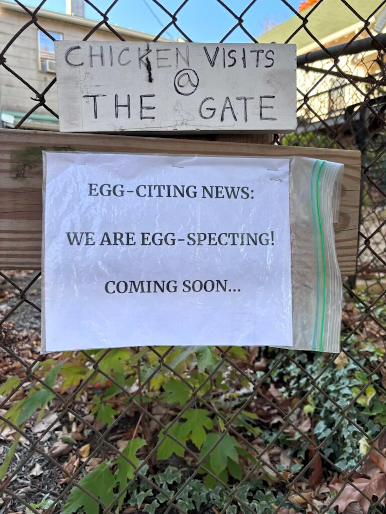 Chicken Vists @ The Gate Returning to Tenleytown Soon