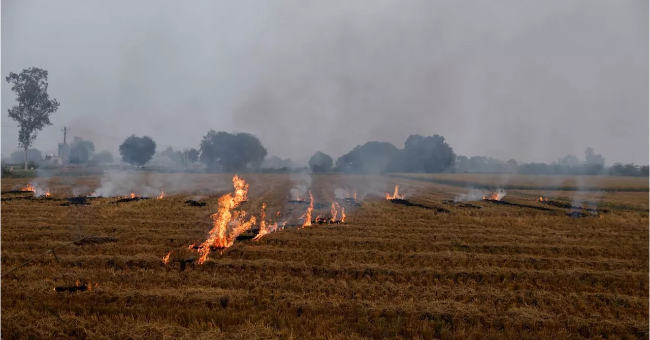 Indian farmers carry on burning stubble despite cost to health