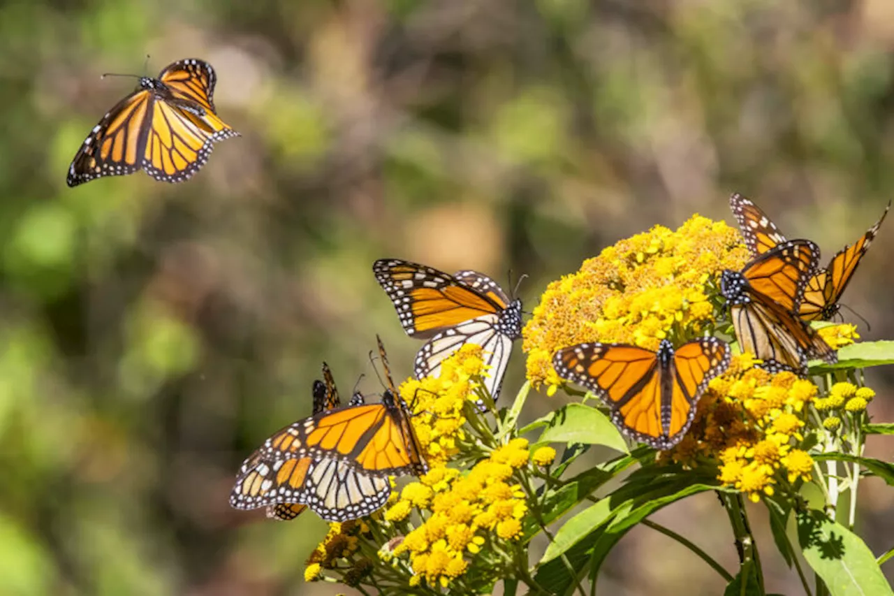 Betting on biodiversity: Q&A with Superorganism’s Kevin Webb & Tom Quigley