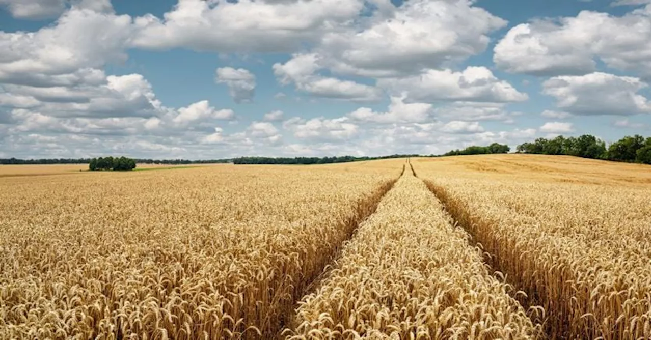 Lollobrigida: «Più controlli su tracciabilità e qualità del grano importato e filiera della pasta»