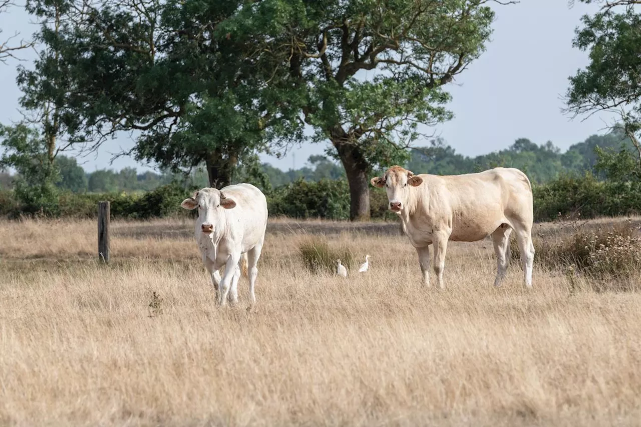 Sécheresse en Charente-Maritime : Saint-Agnant veut être reconnue en état de catastrophe naturelle