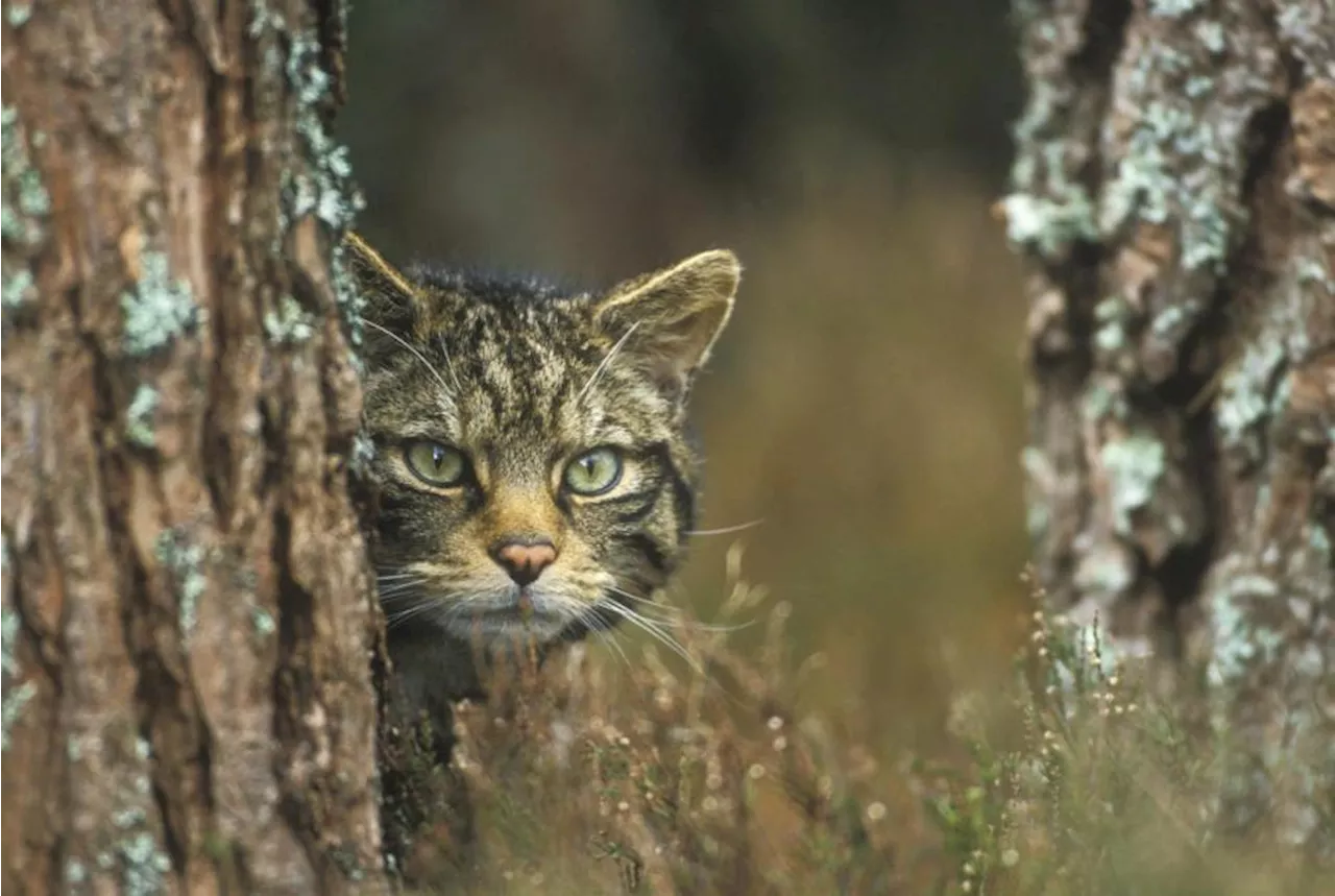 Study finds Scottish wildcat to be 'genomically extinct'