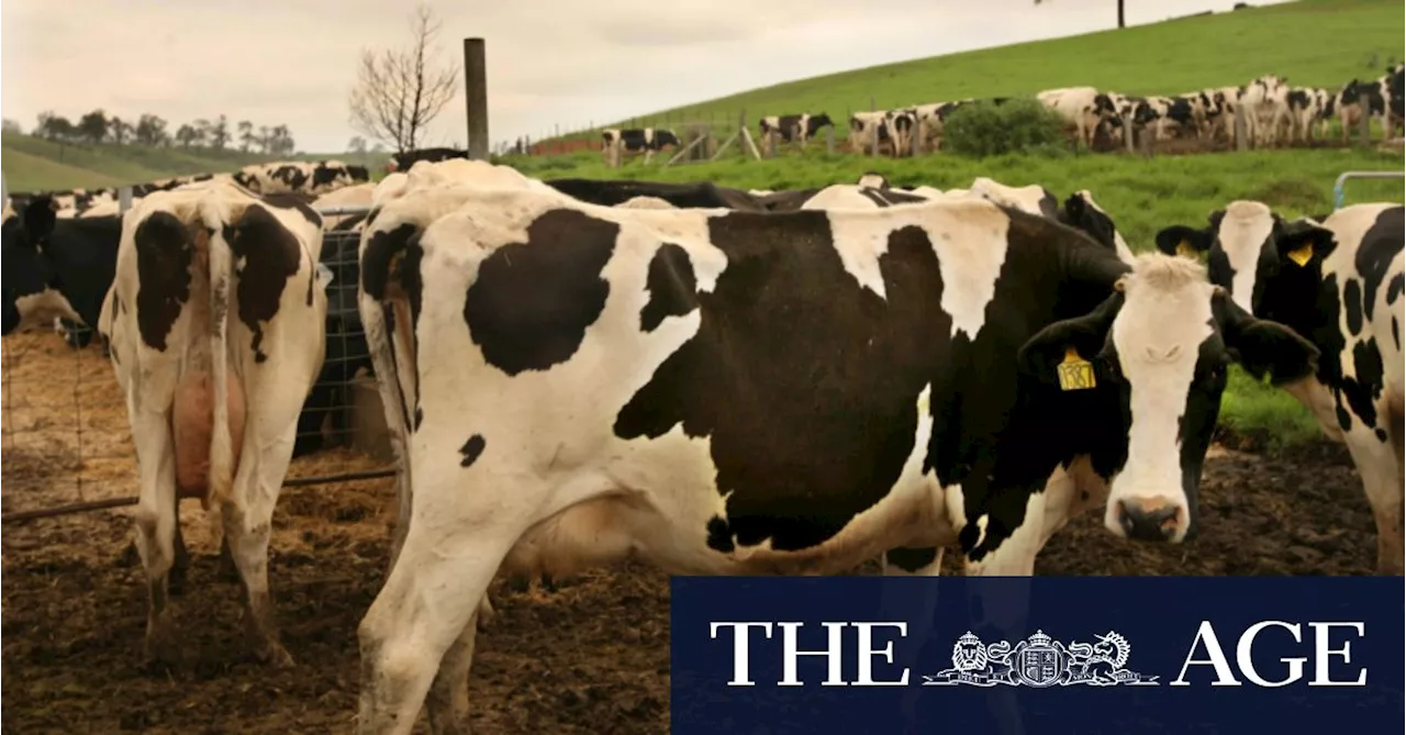 Fight over cow burps looms as farmers face forced emissions cuts