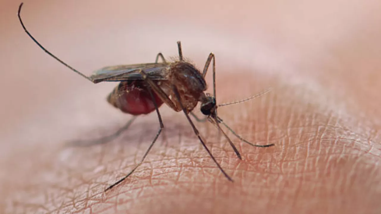 South Africa’s Malaria Crisis: Over 7400 cases and 66 deaths in 2023