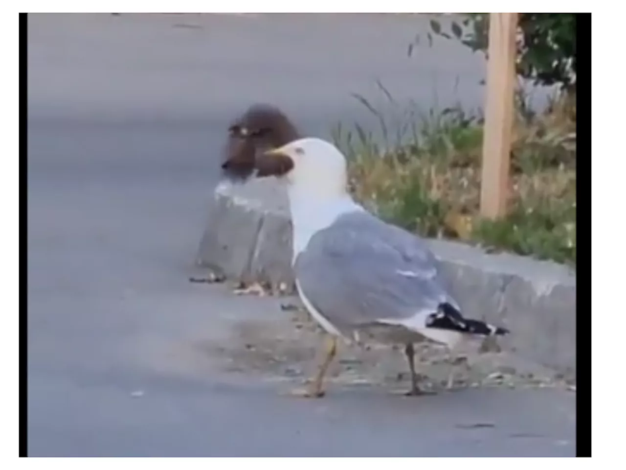 WATCH: Hungry seagull swallowing a squirrel [VIDEO]