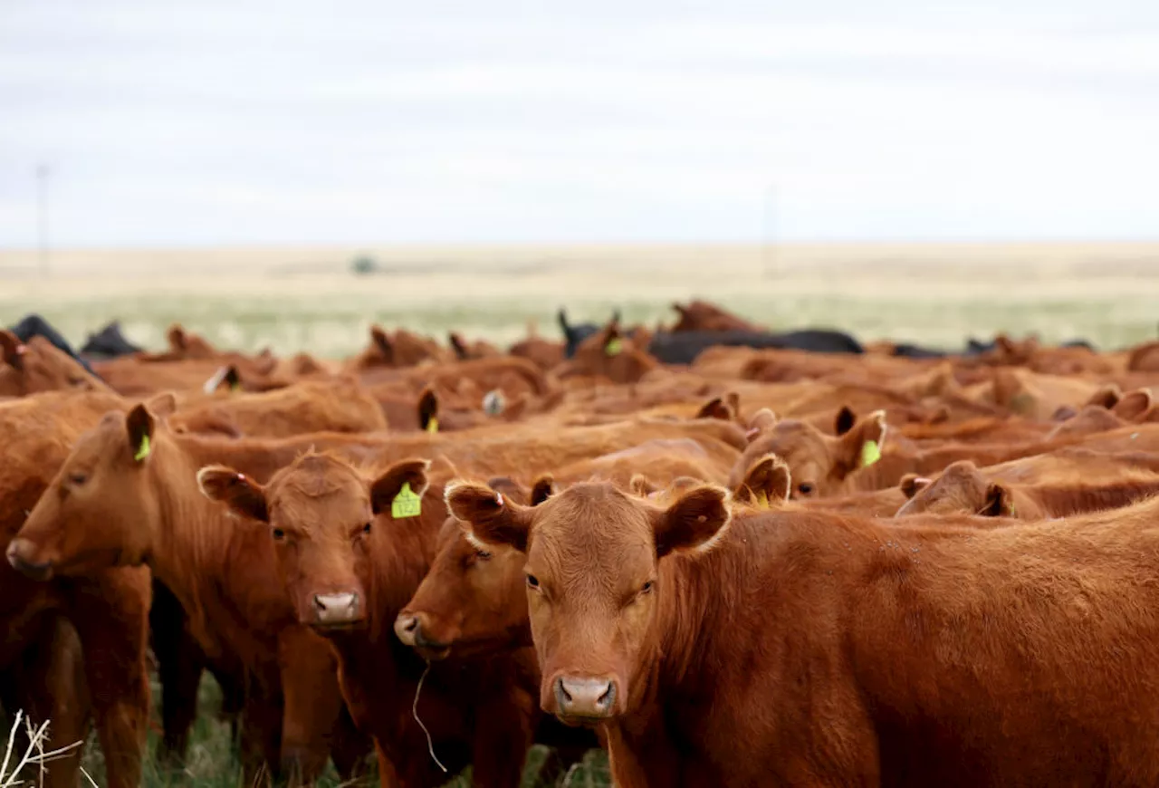 Rising Livestock Emissions Undermine World’s Climate Fight