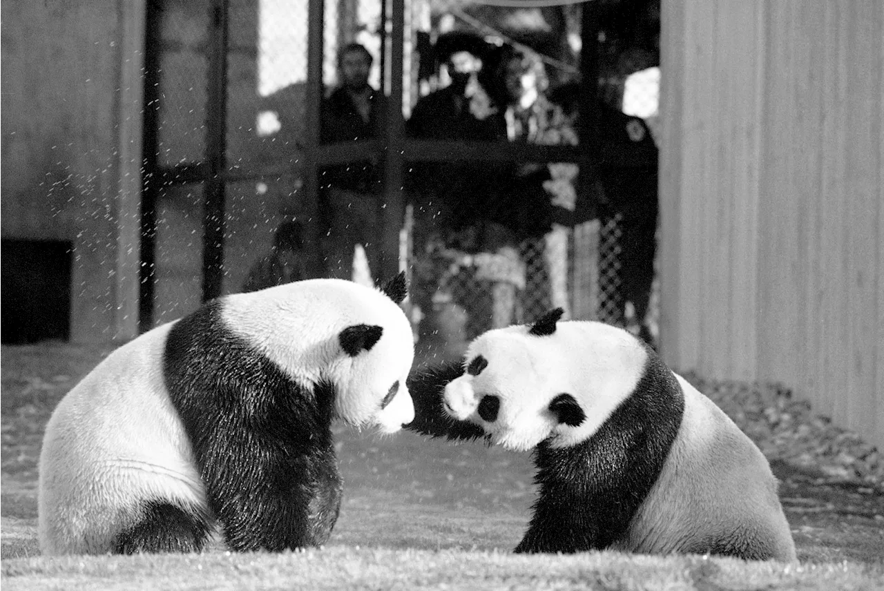 The hidden power of China’s pandas — and why the U.S. is losing them all