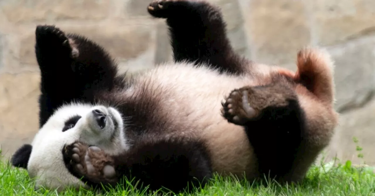 National Zoo bids farewell to beloved pandas as they leave for China