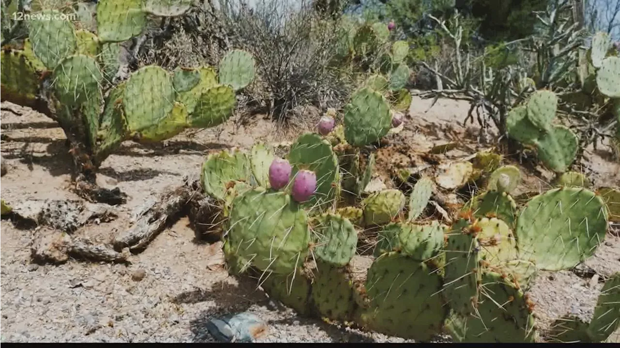 Mesa offering new tool for residents looking to transition from grass