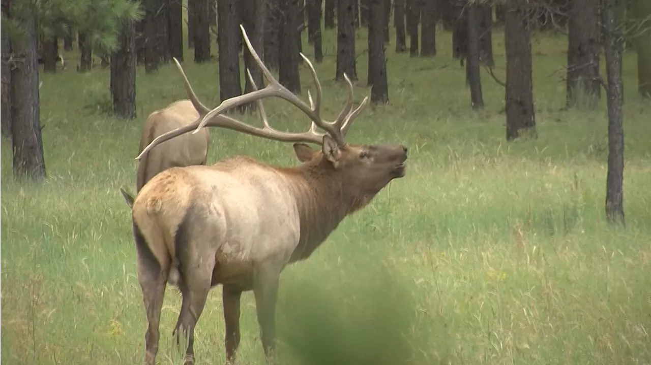 Woman possibly feeding wildlife killed in first deadly elk attack in Arizona