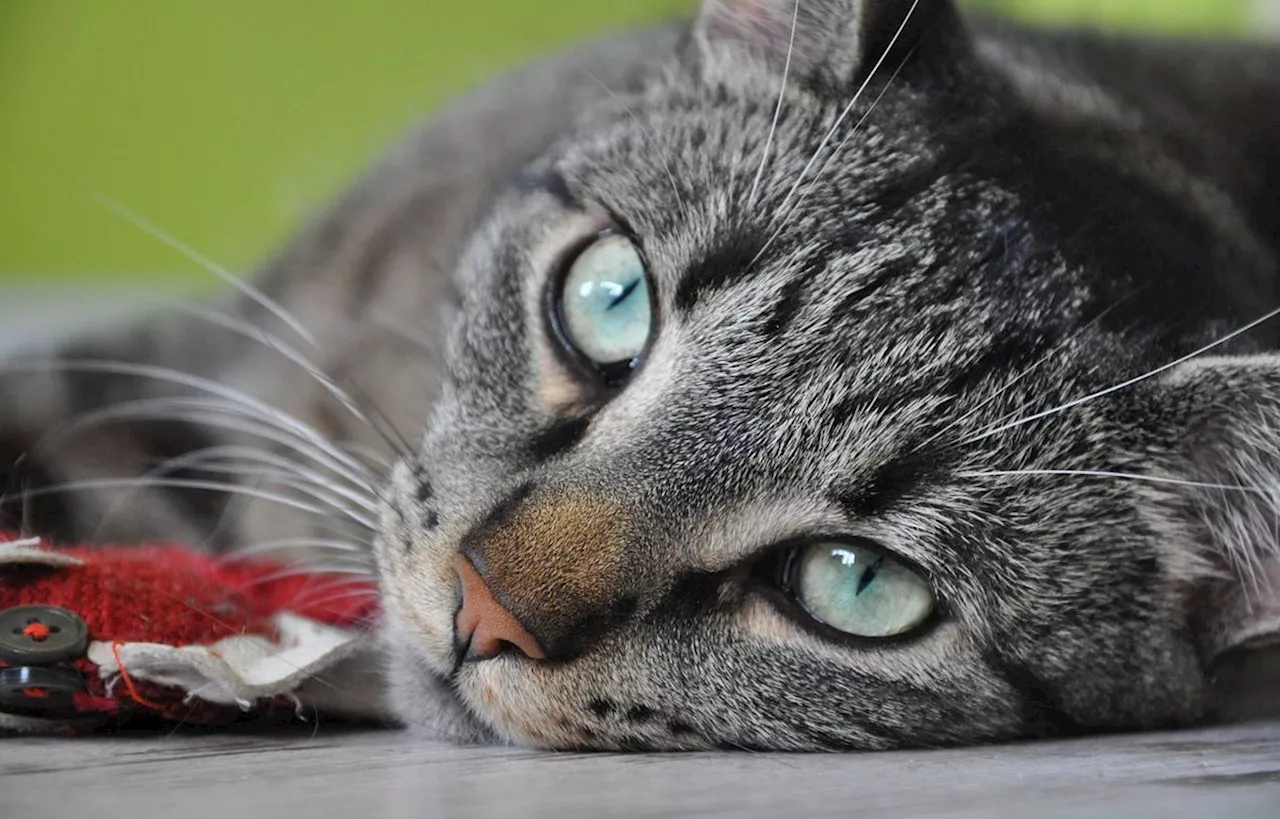 Meurthe-et-Moselle : Disparu depuis cinq ans, son chat se trouvait en fait chez une voisine