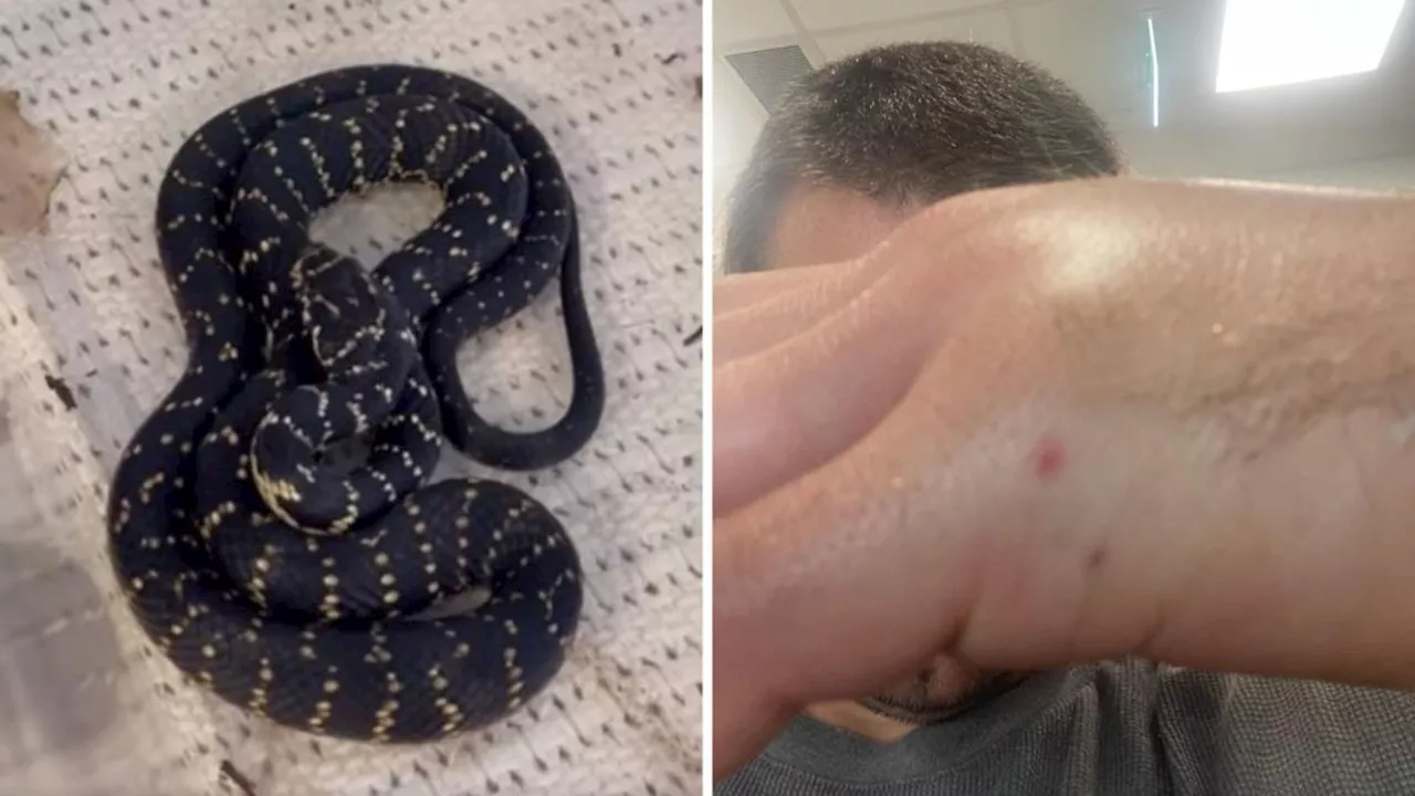 NSW bushwalker unknowingly catches venomous snake near Hill Top to show his children, ends up in hospital