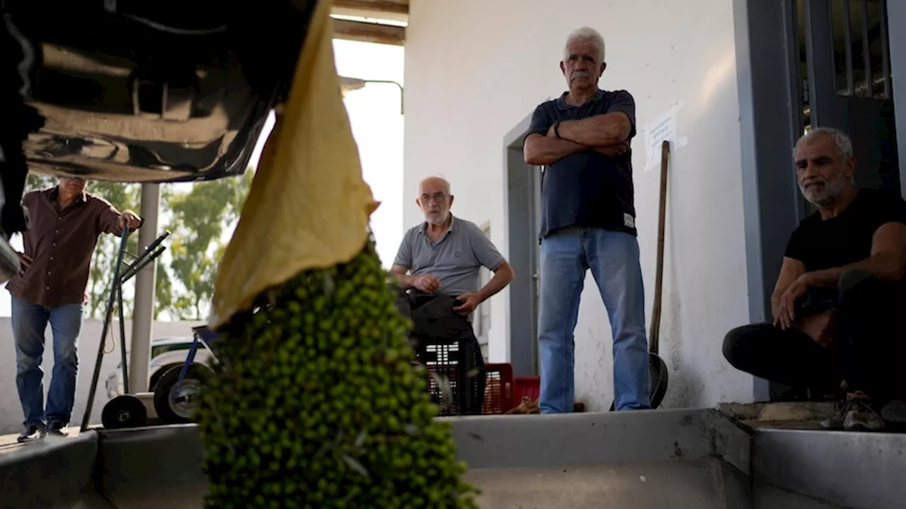 As the price of olive oil soars, farmers in Spain, Greece and Italy must guard their olive trees against chainsaw-wielding thieves