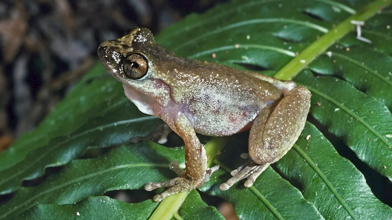 Invasive species top killer list as biologists honour Australian wonders lost to modern extinction since 1960s