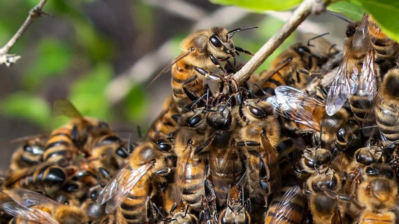 Researcher predicts Australia faces feral bee die-off as varroa mite found in swarms