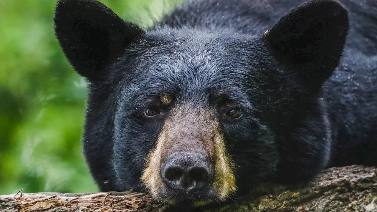 Bear says ‘Yo Quiero Taco Bell,’ swipes Uber Eats delivery from porch