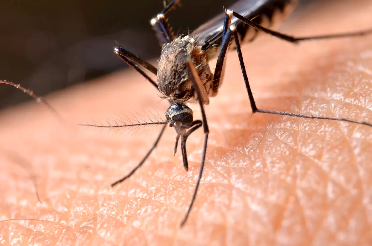 Dengue in Italia, i dati del bollettino Iss