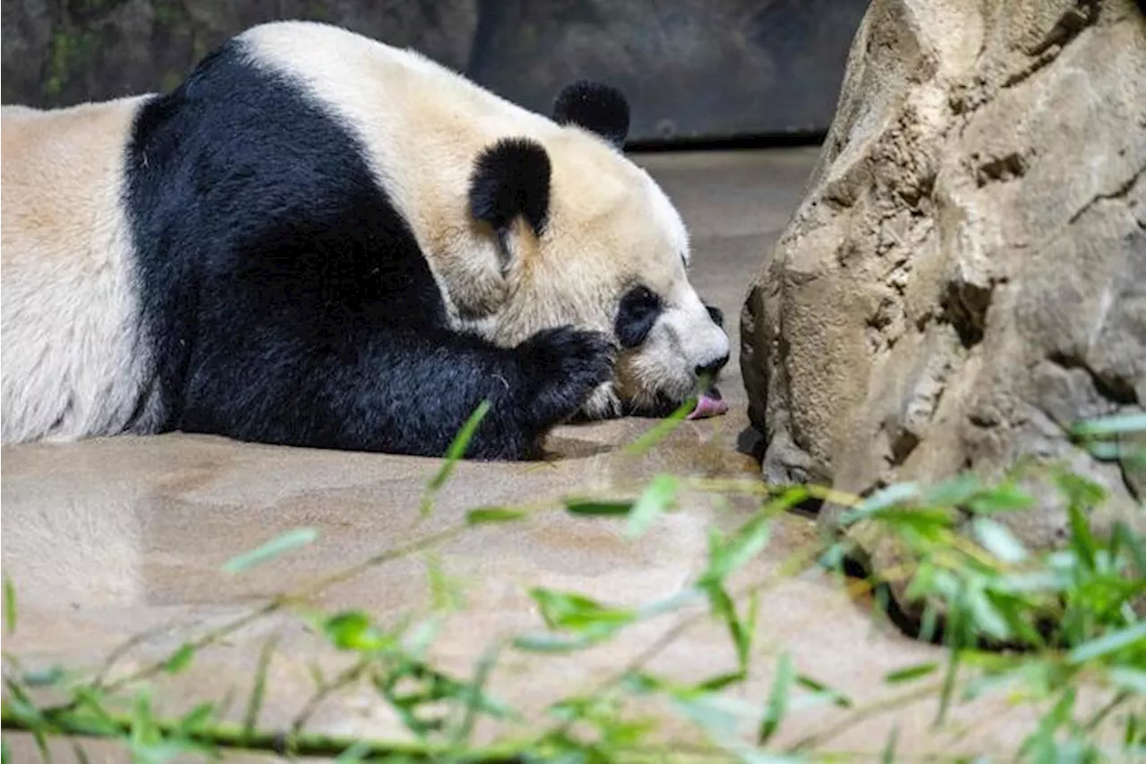 Lo zoo di Washington saluta panda, tornano in Cina dopo 50 anni