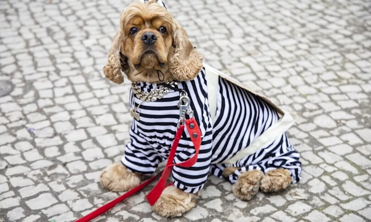 Le polemiche nel carcere di Salerno per il colloquio tra un detenuto e un cane