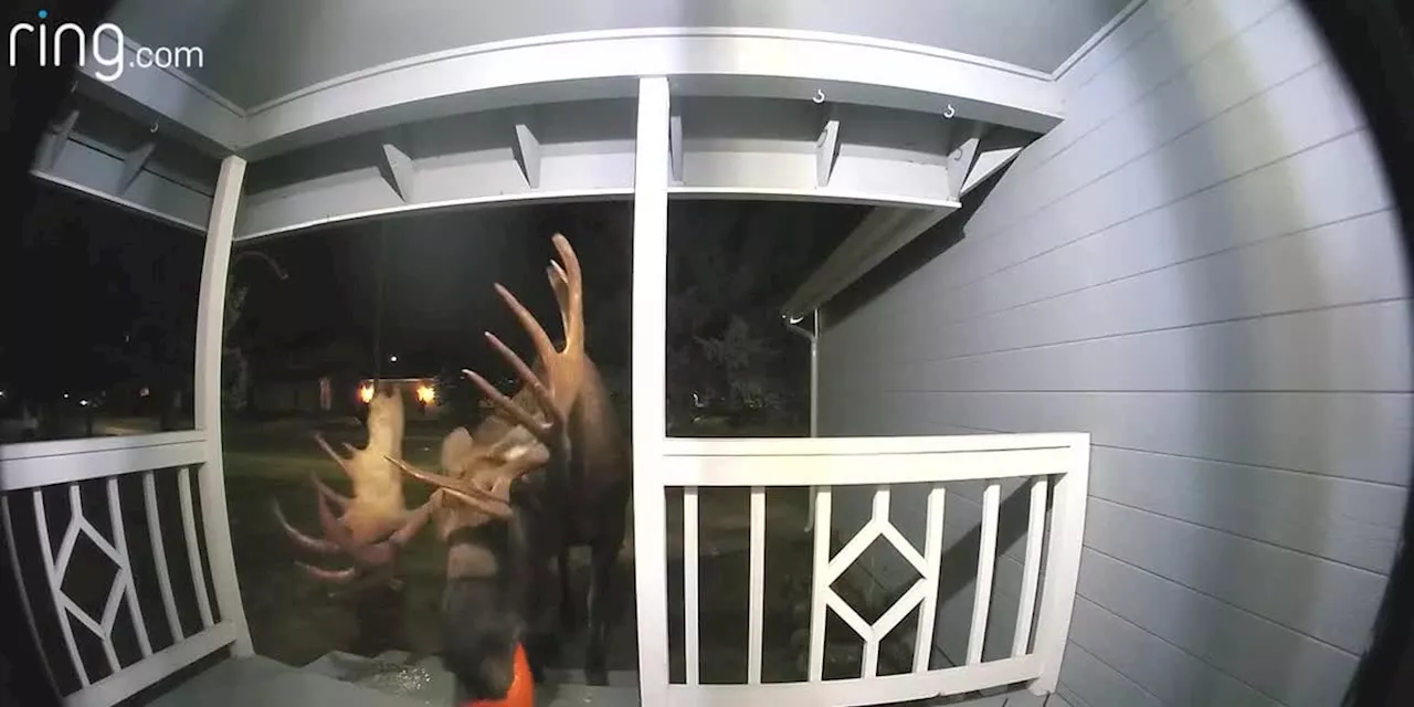 Huge bull moose caught on doorbell camera eating Halloween pumpkin off Alaskan woman's porch