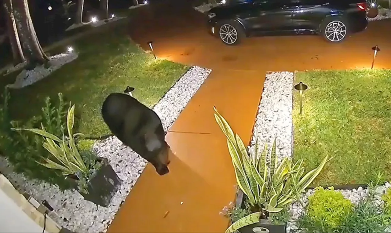 Video shows Taco Bell-loving bear making off with Florida family’s $45 Uber eats order