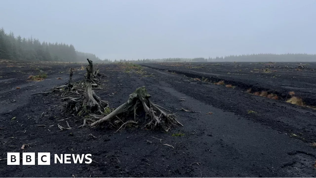 Ulster Wildlife lead 10-year plan to bring Tyrone bog back to life