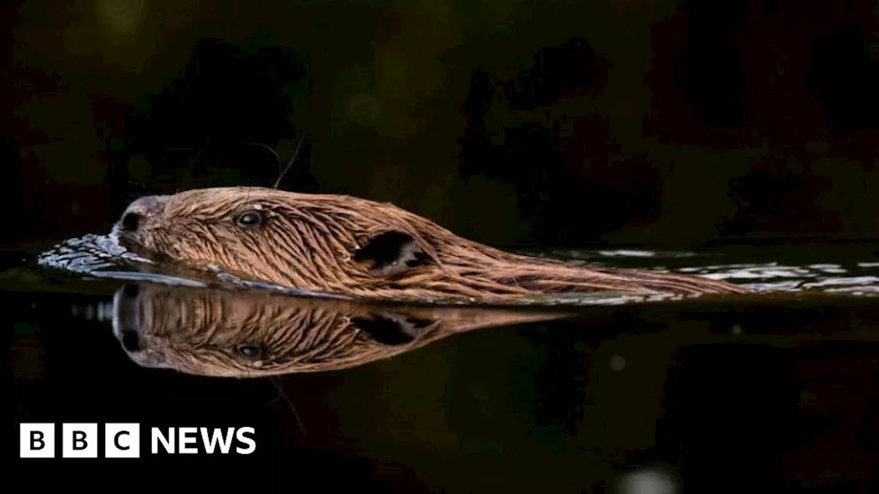 Farmers raise concerns over Cairngorms beaver plan