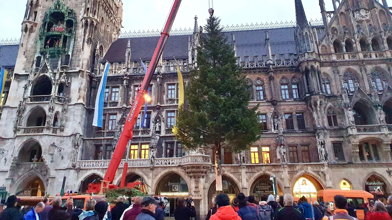 Münchner Christbaum: Ein jahrzehntelanger Traum für Königsdorf