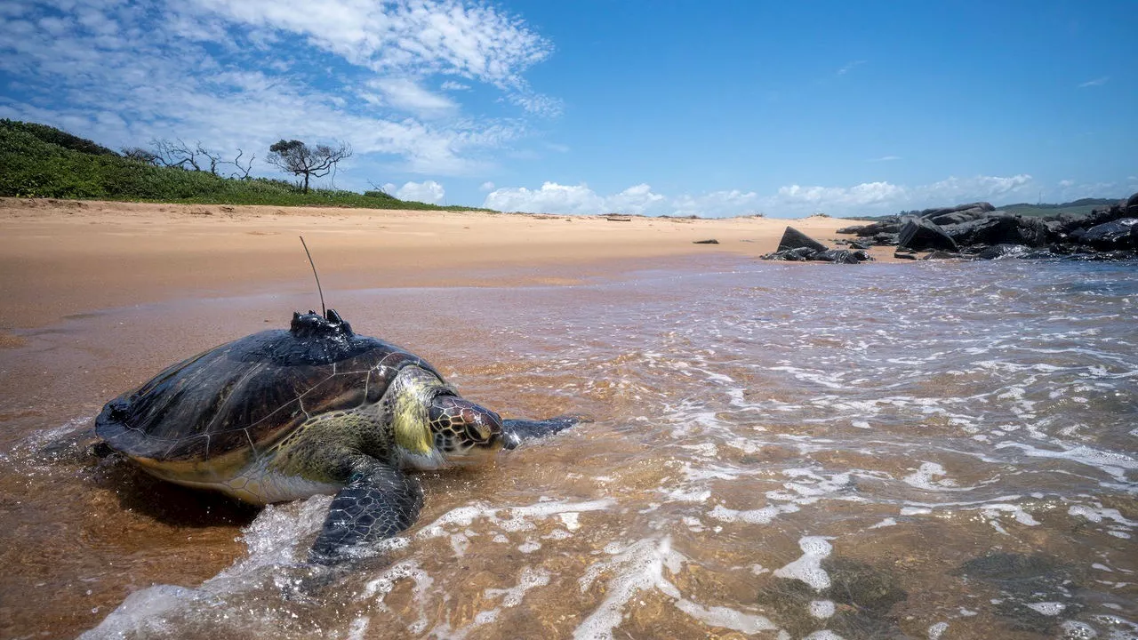 Bob the green turtle's satellite tag goes silent after 249 days of tracking