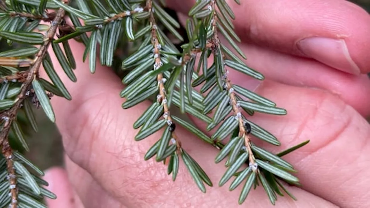 Meet the B.C. beetles on a cross-country mission to save Nova Scotia's hemlocks