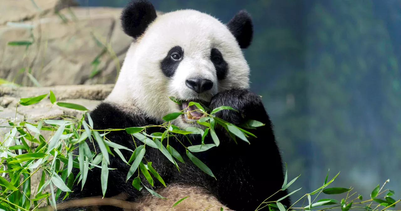 National Zoo returning beloved pandas to China on Wednesday after 23 years in U.S.