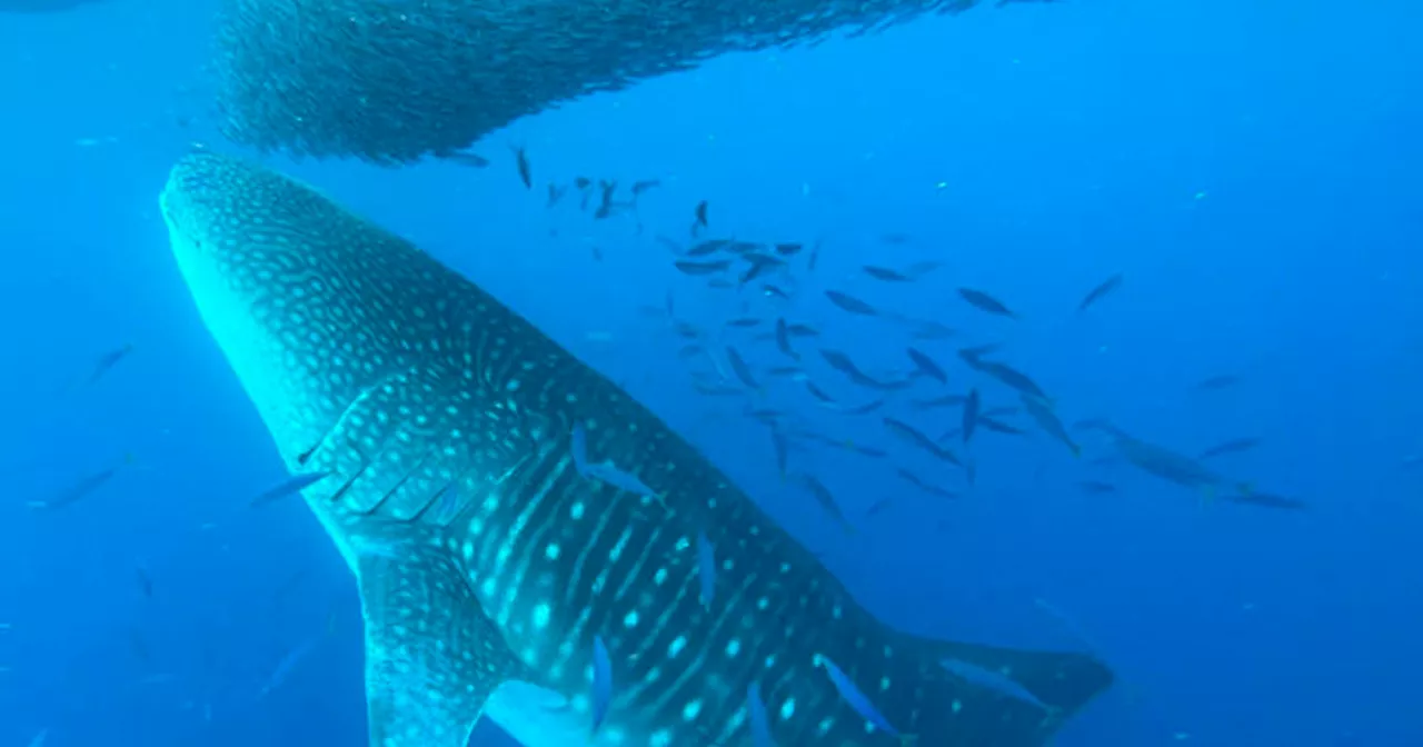 Rare video shows world's largest species of fish slurping up anchovies in Hawaii