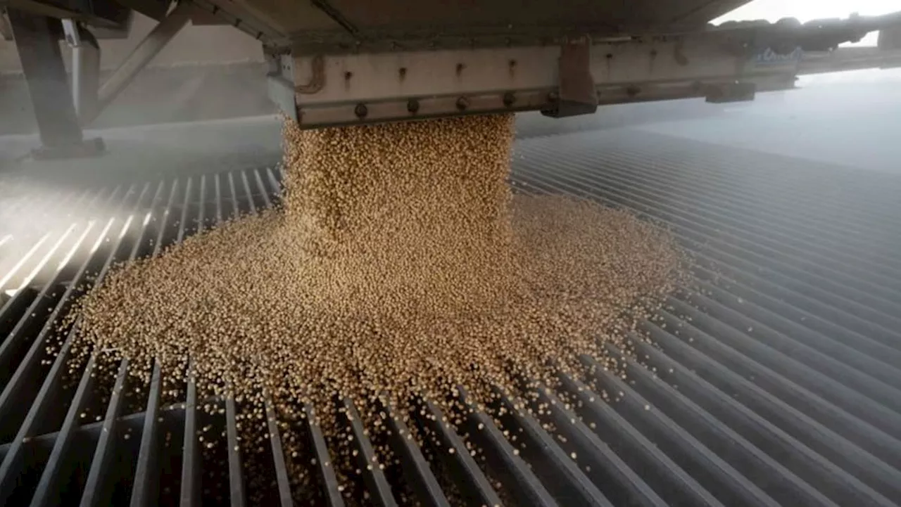 Exclusive-China buys more US soy in second day of active purchases -traders