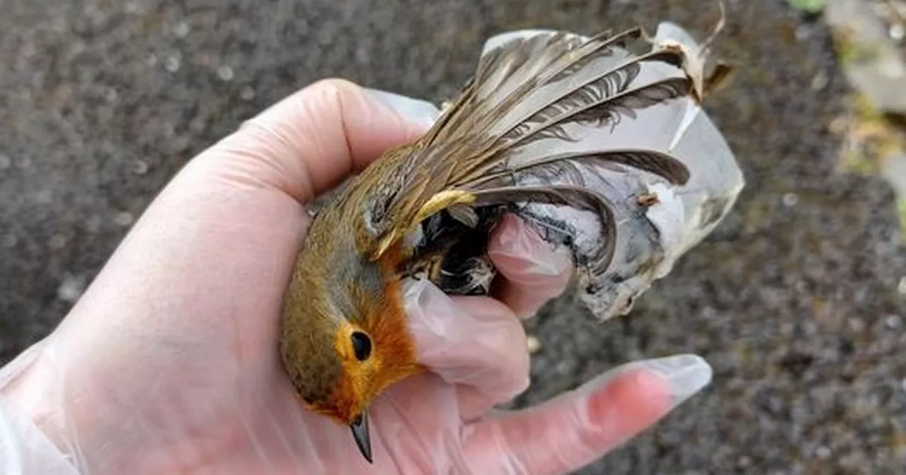 Tiny robin found in cruel glue trap as SSPCA call for ban on 'inhumane' device