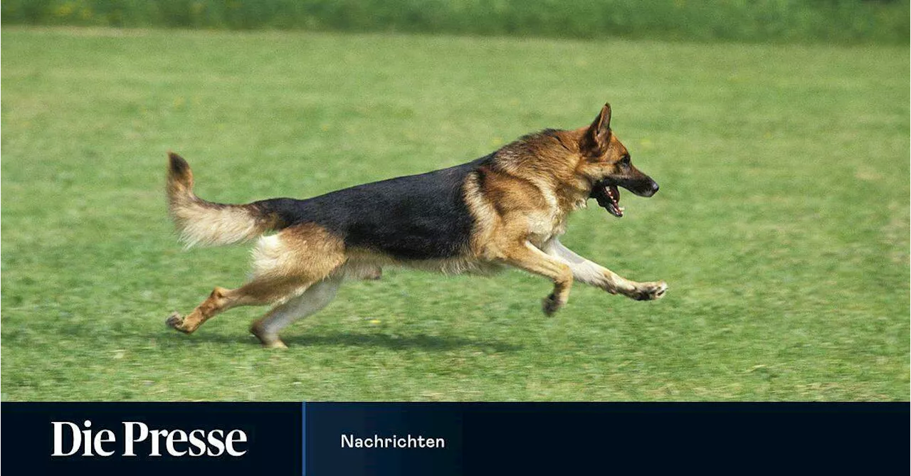 Erneut Joggerin in Oberösterreich von Hund attackiert