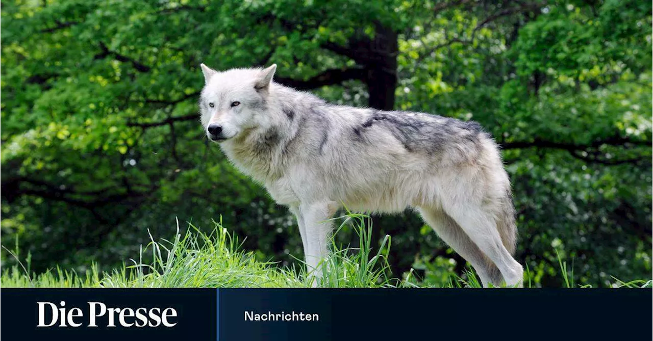 Erstmals nach Freigabe Wolf in Oberösterreich abgeschossen