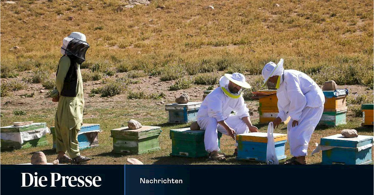 Indien will „Bienenkrieger“ an der Grenze gegen Schmuggler einsetzen