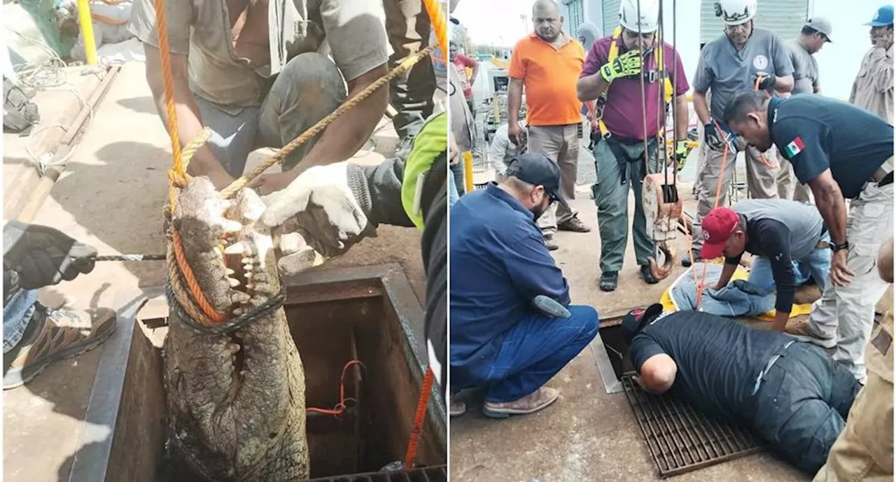 Durante reparación rescatan a cocodrilo atrapado en tubería de alcantarillas de Ciudad Victoria, Tamaulipas